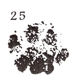 cat stamp 25